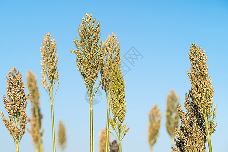 高梁或米粉剂蓝色天空农场种子种植园粮食场地收成食物珍珠小麦植物图片