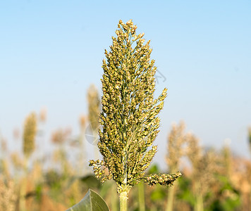 高梁或米粉剂蓝色天空面粉食物场地农场种植园高粱糯米珍珠植物粮食图片