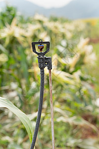 种植玉米田地的高管喷雾器灌溉蔬菜食物生产植物机器生长草地管道收成图片