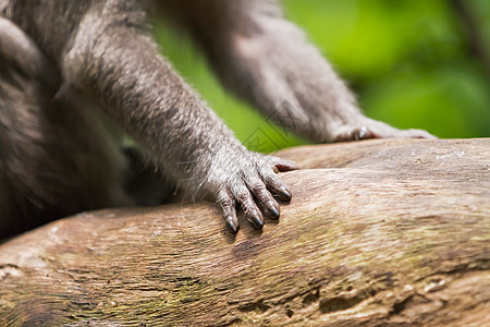 猴子 关上猴子手的照片 在乌布德的猴子森林 印度尼西亚巴厘毛皮指甲手指乌布哺乳动物宏观身体木头丛林背景图片