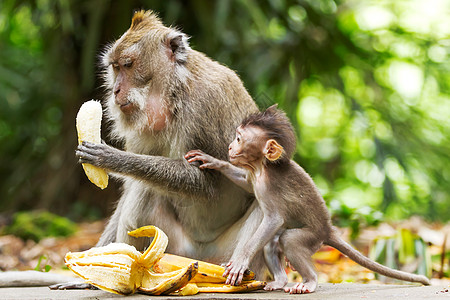 猴子吃香蕉 在乌布德的猴子森林 印度尼西亚巴厘食物毛皮哺乳动物家庭按摩夫妻木头丛林婴儿幼兽图片