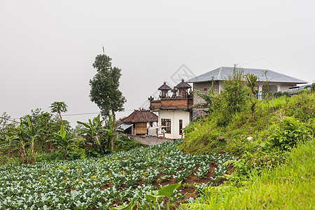 印度尼西亚巴厘岛冬季雨季和多云季节 农业田间和村庄的景象图片