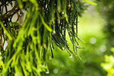 天然背景 树枝细叶 针头上有雨滴森林公园绿色针叶叶子木头植物图片