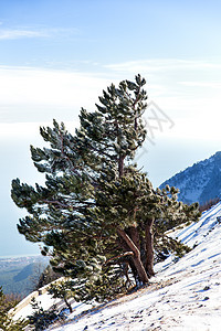 在阳光明媚的冬季日子里 雪和冰松树 克里米亚 黑海 俄罗斯天线高度避难所气候松树旅行蓝色城市晴天地平线图片