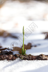 雪滴(Gal nthus)花从雪中流过 艾派特里山 克里米亚 俄罗斯图片