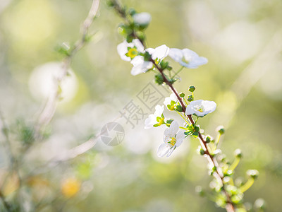 明亮的樱桃树 绿色天然背景的美丽的白花 阳光春日季节性白色生长植物群季节植物花瓣蜜蜂图片