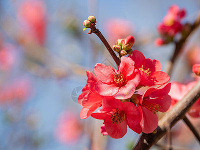 开花的木瓜属粳稻 被称为日本木瓜或 Maule 的木瓜 在清楚的蓝天背景的明亮的红色花 春天阳光灿烂的日子生长衬套季节性蓝色日光图片