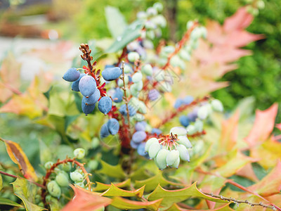 马霍尼亚或俄勒冈葡萄 蓝莓 绿色和红叶花卉衬套视觉树叶浆果生长宏观红色蓝色图片