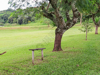 在草原公园的公路旁坐木板凳植物公园公共公园长椅花园叶子座位场地森林季节图片