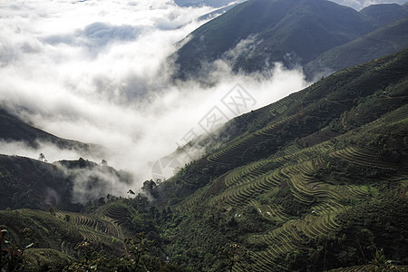 Ta Xua是越南北部著名的山脉 全年 山顶上一直高升云层 造成云的反向多云风景天空绿色爬坡游客天堂旅行旅游森林图片