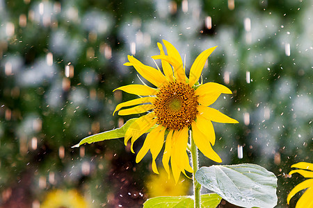 雨下的向日葵 自然的夏日背景 有明亮的黄花和雨滴图片