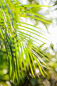 棕榈树叶和太阳反射的自然背景 泰国棕榈叶子晴天树叶图片