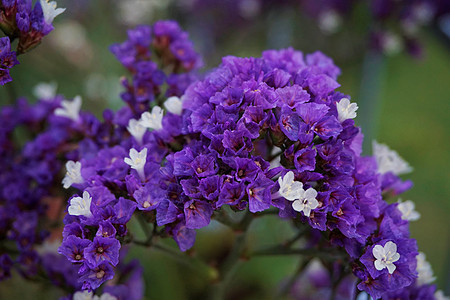 在花园中发现的海花紧贴的鲜花背景图片