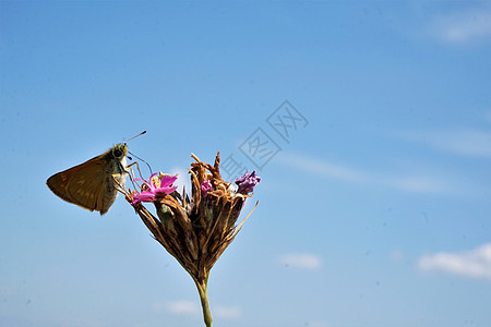 蝴蝶饮红飞花花的花蜜图片