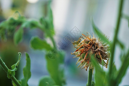 绿色昆虫坐在卡伦杜拉上吃花朵图片
