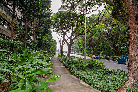 沿街生长的树与汽车交通 新加坡图片