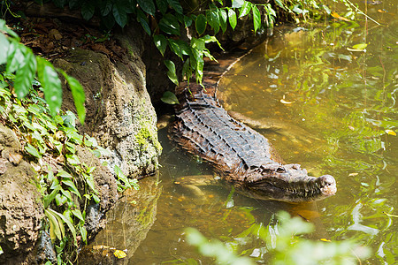 假的格哈里尔语 又称 和Tomistoma 大鳄鱼在水中图片