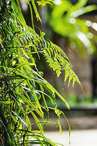 有树枝的自然背景 青叶上有雨滴图片