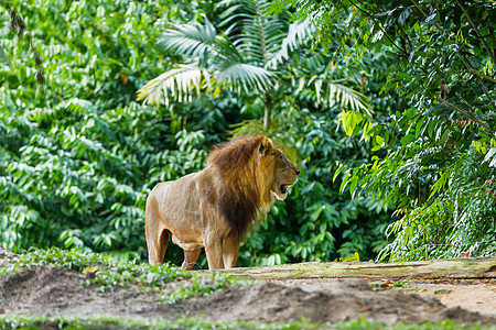 丛林森林里的狮子图片