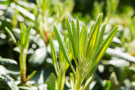 芽叶和叶子Ericceae 绿色天然背景的亮花 夏日早晨在花园里晴天花瓣衬套季节园艺植物公园季节性树叶阳光图片