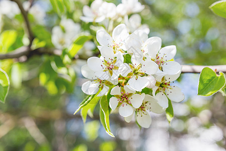 天然春天背景 苹果树开花 在阳光明媚的白天有美丽的花朵树叶植物叶子季节乡村花瓣晴天季节性图片