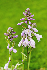 自然夏日背景 霍斯塔花朵盛开植物玉簪宏观紫色花园图片