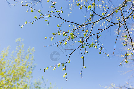 春季背景摘要 绿芽树枝 清蓝的天空温暖阳光植物绿色季节树叶生长图片