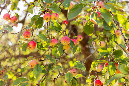 苹果树枝上的红苹果 初秋收获 与果树的自然农村背景在晴天 苹果富含维生素 有益于饮食营养和健康膳食农场绿色季节叶子花园农业树叶水图片