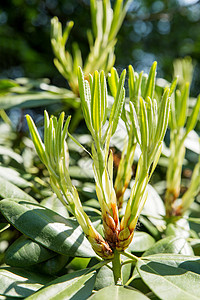 芽叶和叶子Ericceae 绿色天然背景的亮花 夏日早晨在花园里阳光园艺季节植物衬套晴天季节性树叶花瓣公园图片