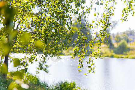 天然夏日背景   俄罗斯莫斯科 明亮的绿色树叶 在闪耀的水上方图片