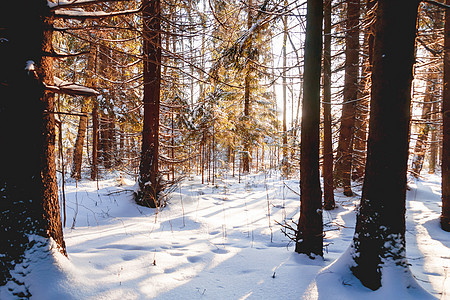冬季森林日落 树木中阳光照耀 自然季节背景太阳木头图片