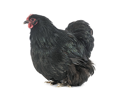 演播室的欧平顿鸡家禽黑色工作室公鸡农场动物小鸡乡村图片