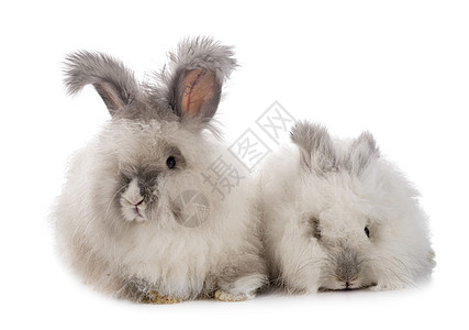 英语安古拉兔子长发宠物工作室白色男性灰色夫妻女性动物背景图片