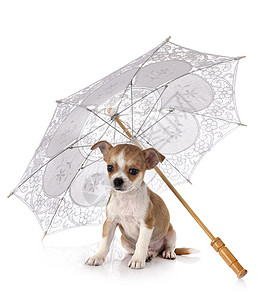 工作室中的吉华花棕色宠物动物阳伞遮阳棚外套短发白色图片