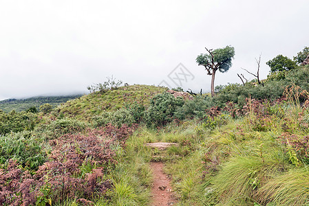 在马海附近徒步通过山地卷心菜树农村远足爬山乡村小路风景爬坡闲暇旅游娱乐图片