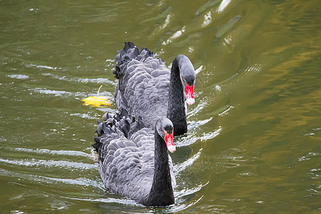 两只黑天鹅水池环境动物群游泳明信片娱乐枫叶植物夫妻反射图片
