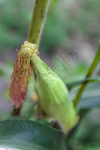 植物上的小玉米果实 花园里幼玉米毛的特写 农村种植园中成熟的玉米植物 田间绿叶甜玉米农场头发麦田收成食物日落生长蔬菜季节农业图片