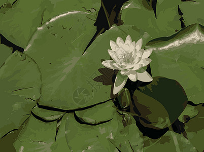 池塘里的百里水野生动物百合花瓣反射荷叶艺术插图植物群荷花植物学图片