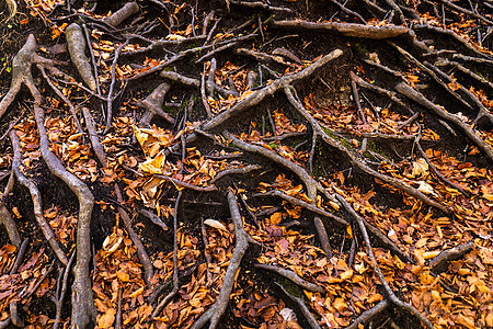棕色树叶覆盖地上的根层植物地面热带生长丛林环境森林公园木头叶子图片