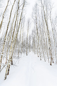 冬季森林 用鱼眼透镜捕捉的雪木 在树之间植物木头曲线小路图片