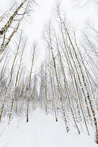 冬季森林 用鱼眼透镜捕捉的雪木 在树之间曲线小路植物木头图片