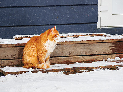 长毛姜猫坐在户外木门廊上 冬季背景和流浪动物一起下雪图片