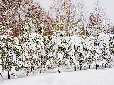 雪后风景冬季自然背景 雪下有绿色的fir树 农村风景枞树森林针叶白色木头乡村背景