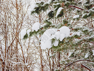 冬季自然背景 在雪下有松树枝图片
