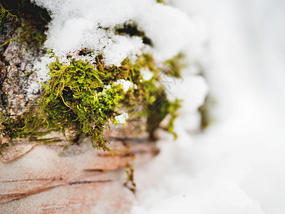 冬天的自然背景 雪下有绿苔绿色白色宏观苔藓图片