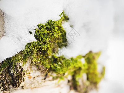 冬天的自然背景 雪下有绿苔绿色白色宏观苔藓图片