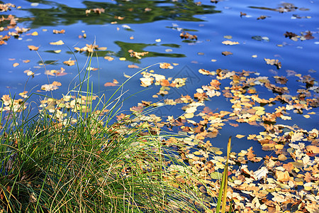 绿草堆在落下黄叶的背面 漂浮在水中图片