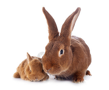 年轻兔子和母亲野兽婴儿宠物动物工作室毛皮棕色成人农场女性图片