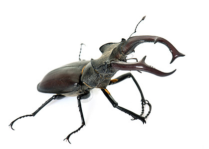 演播室的卢卡努斯曲棍球森林黑色昆虫动物工作室鞘翅目甲虫男性野生动物图片