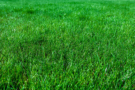 绿草背景农村环境植物群牧场绿色植物草原生长娱乐活力花园图片